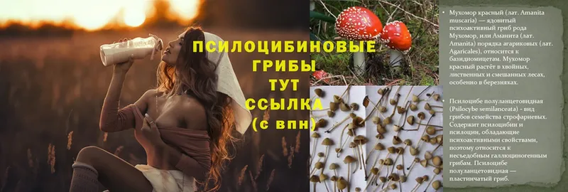 Галлюциногенные грибы Psilocybine cubensis  Дальнегорск 